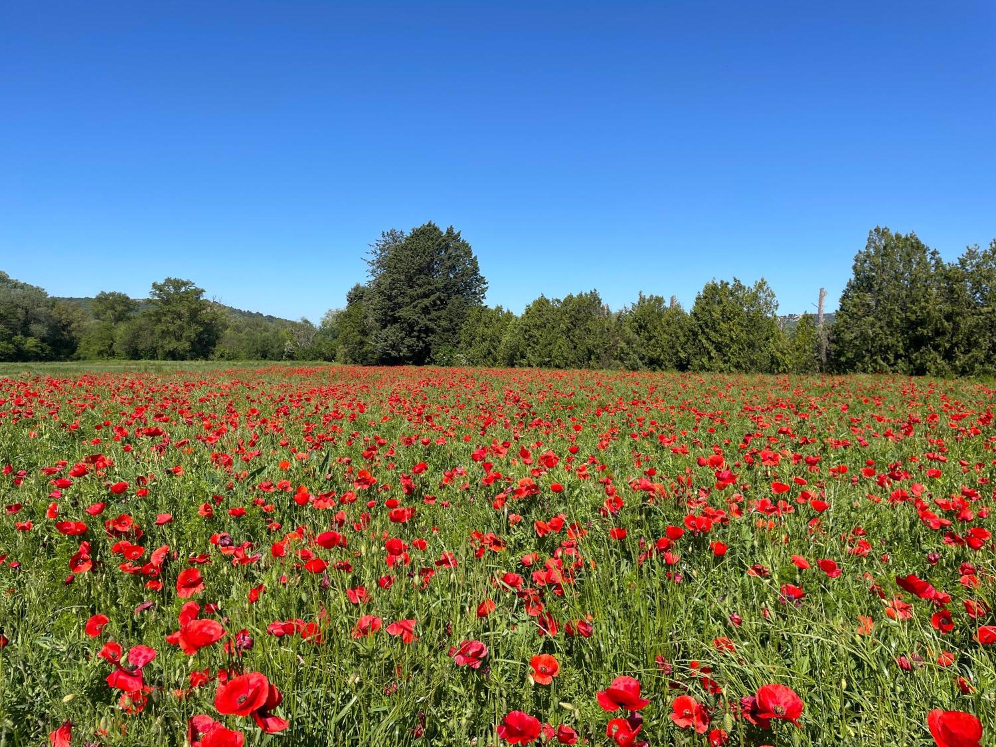 O Coeur Des Ocres Lägenhet Roussillon en Isere Exteriör bild